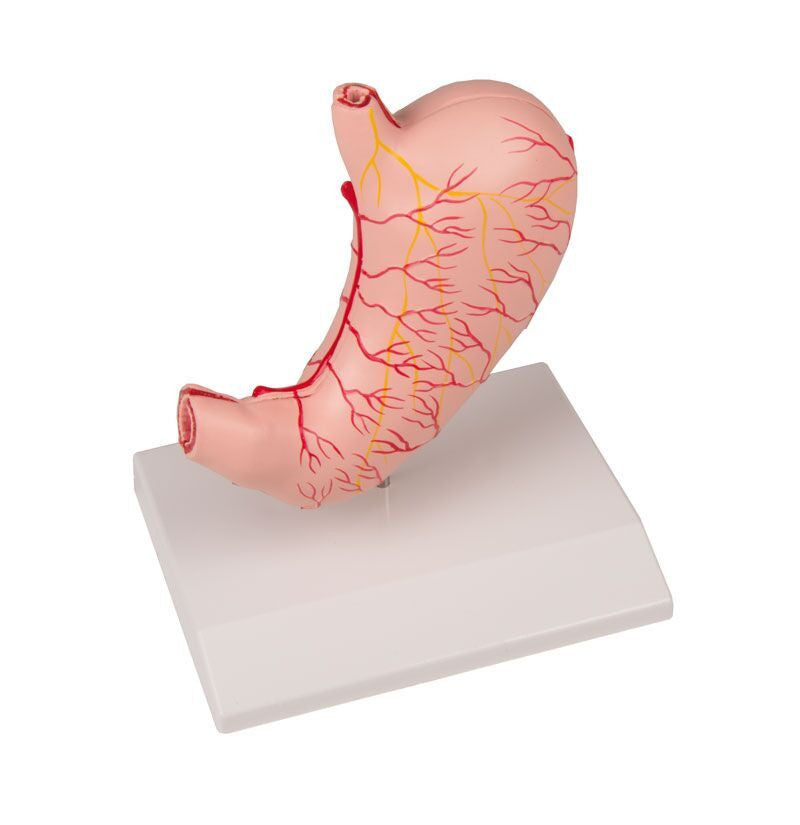 Stomach Model (Life-size, 2 part)