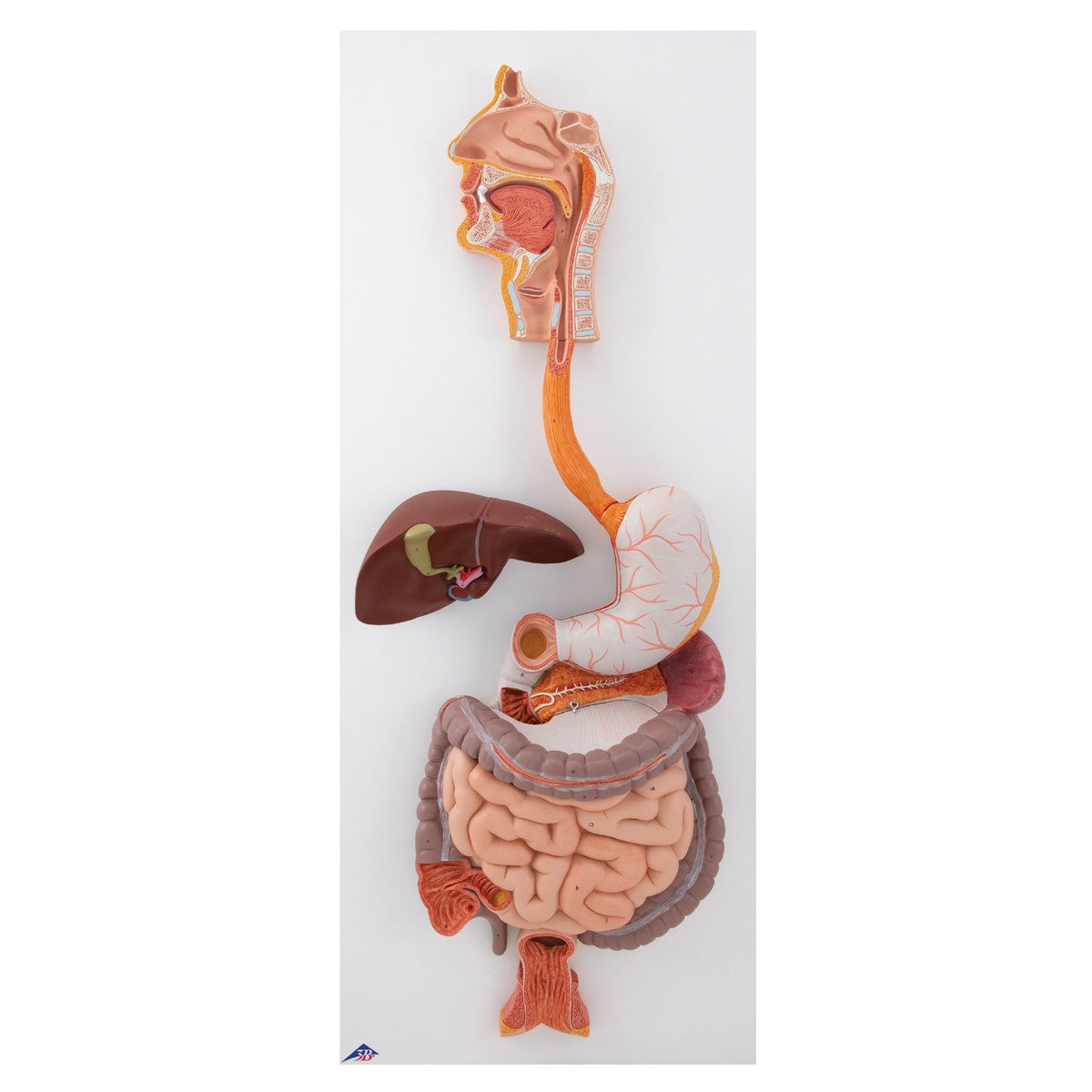 Life-Size Digestive System Model (3 part)