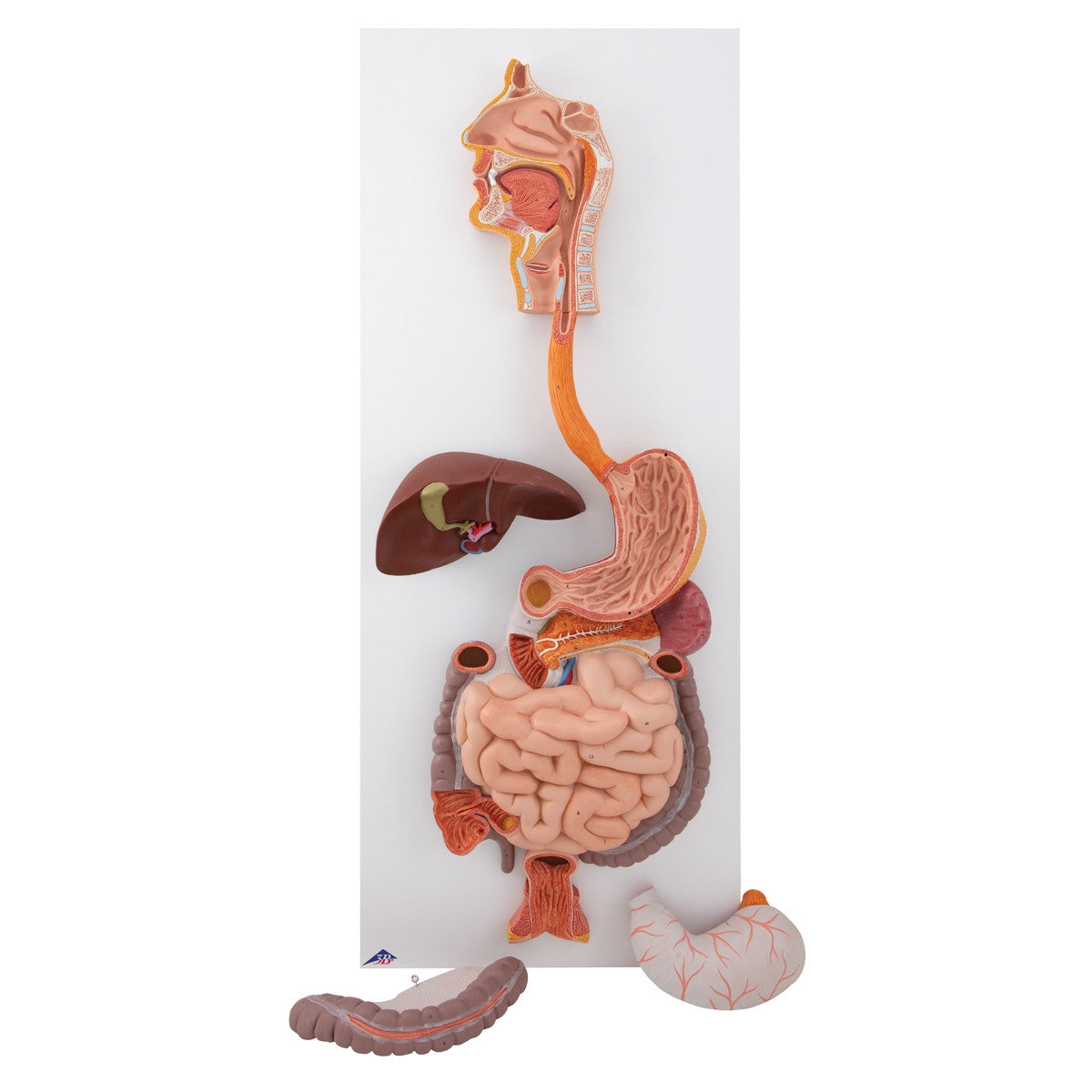 Life-Size Digestive System Model (3 part)