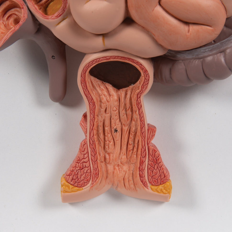 Life-Size Digestive System Model (3 part)