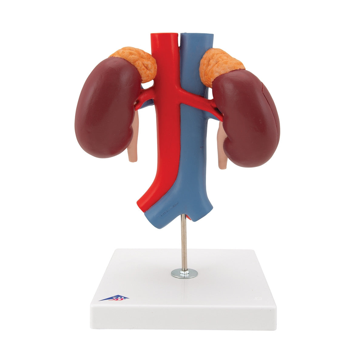 Kidneys Model with Vessels (2 part)