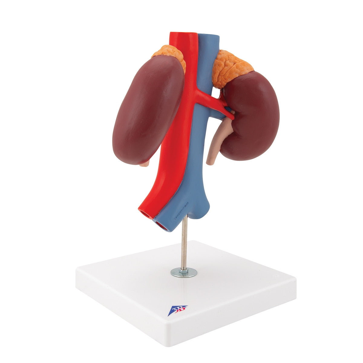 Kidneys Model with Vessels (2 part)