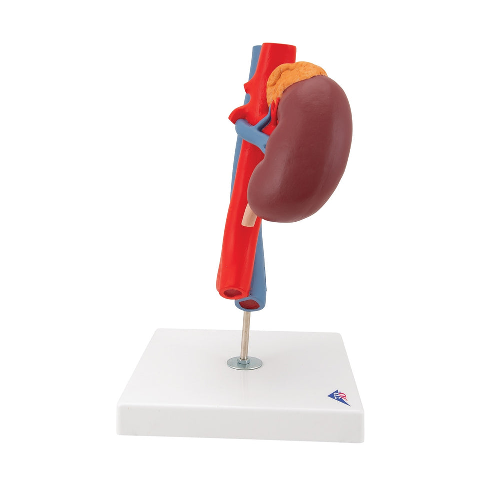 Kidneys Model with Vessels (2 part)