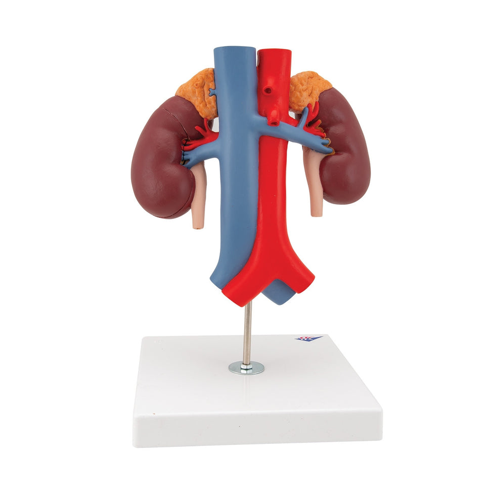Kidneys Model with Vessels (2 part)