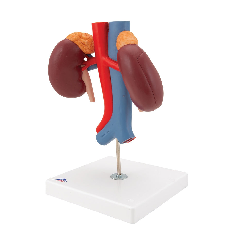 Kidneys Model with Vessels (2 part)