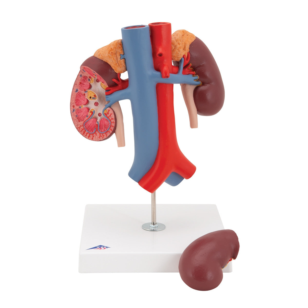 Kidneys Model with Vessels (2 part)