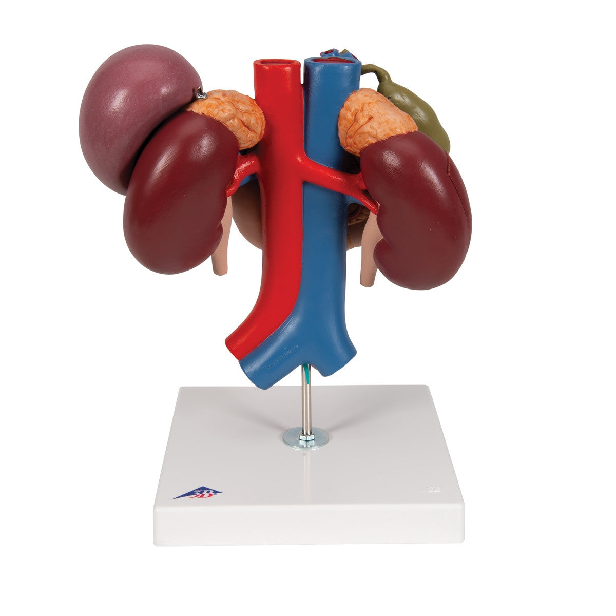 Kidneys Model with Rear Organs of the Upper Abdomen (3 part)