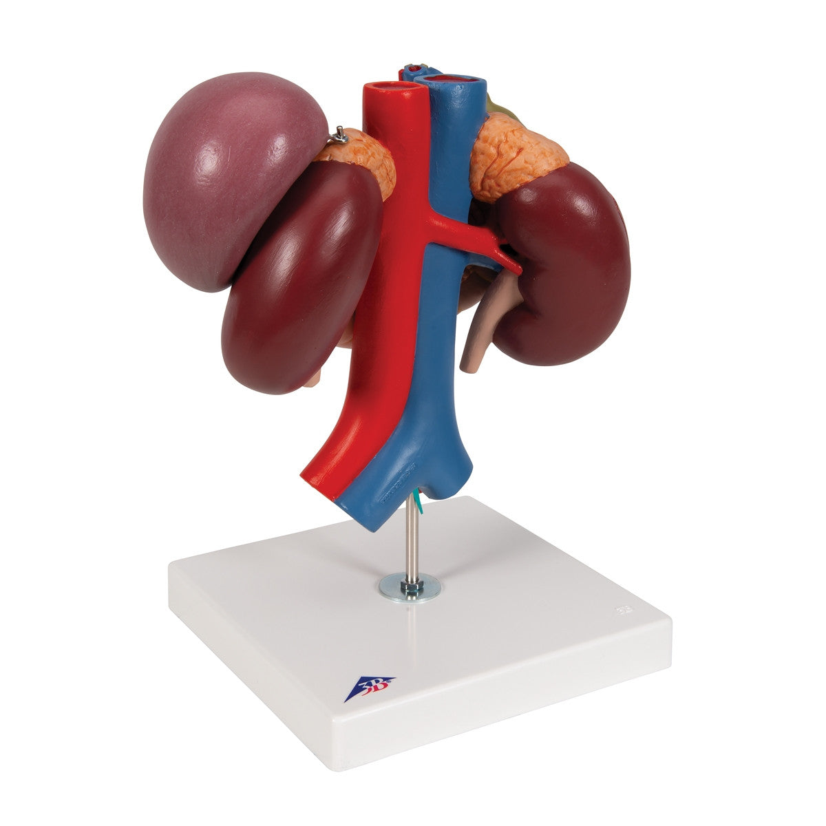 Kidneys Model with Rear Organs of the Upper Abdomen (3 part)