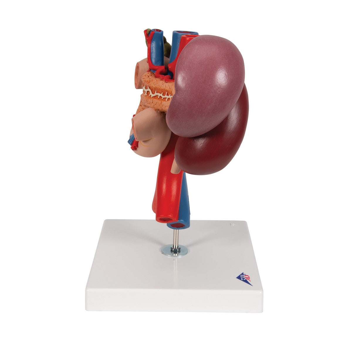 Kidneys Model with Rear Organs of the Upper Abdomen (3 part)