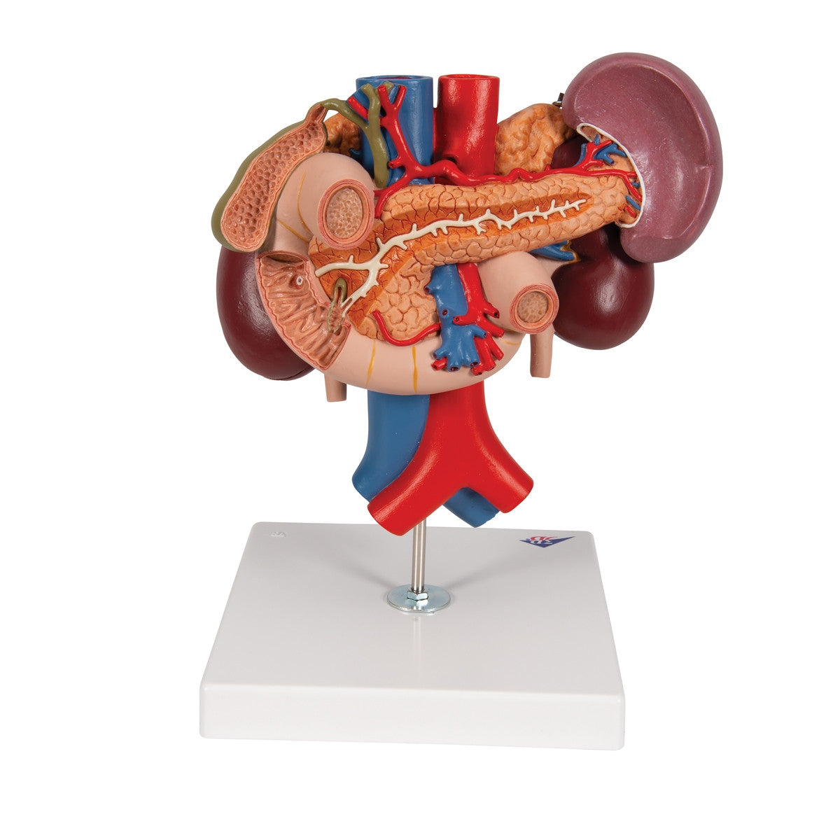 Kidneys Model with Rear Organs of the Upper Abdomen (3 part)