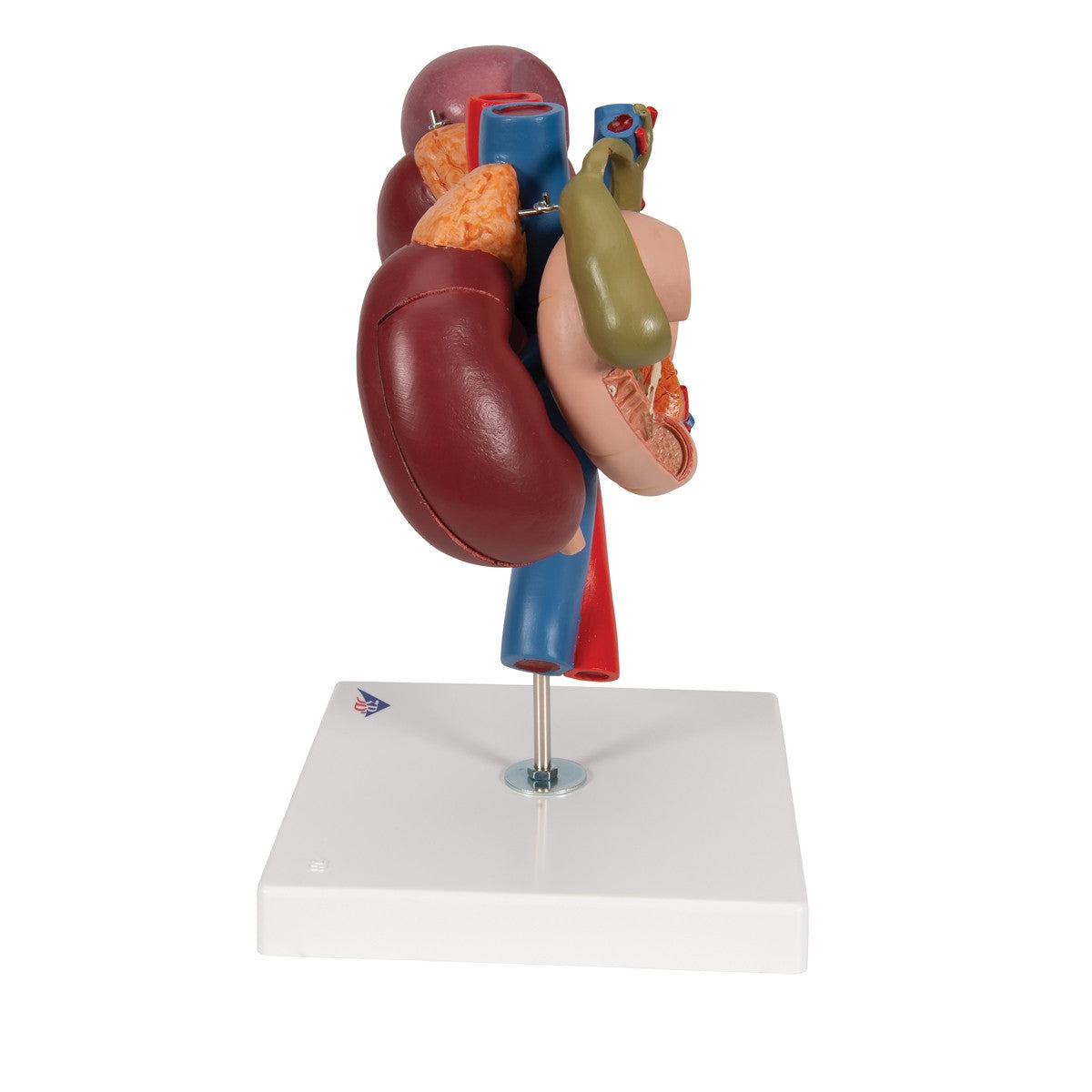 Kidneys Model with Rear Organs of the Upper Abdomen (3 part)