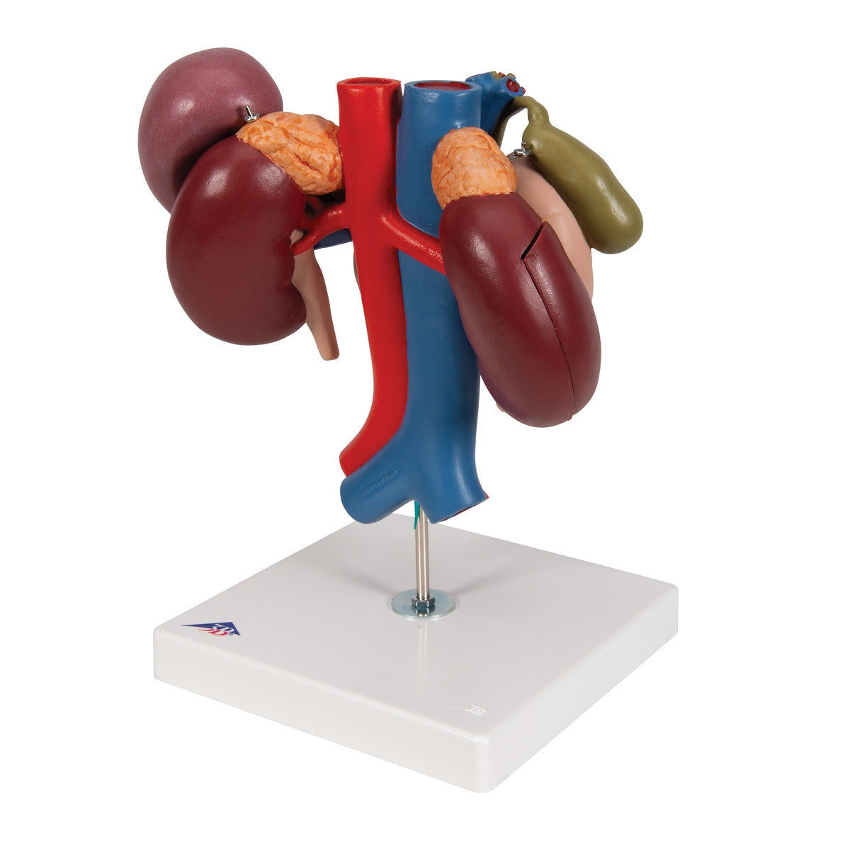Kidneys Model with Rear Organs of the Upper Abdomen (3 part)
