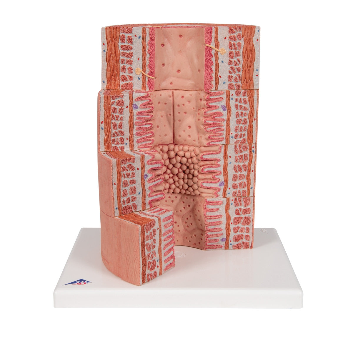MICROanatomy Digestive System Model (X 20 enlarged)