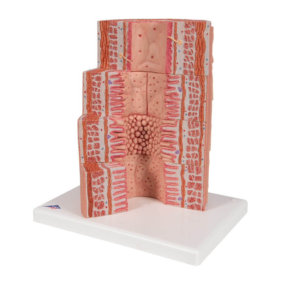 MICROanatomy Digestive System Model (X 20 enlarged)