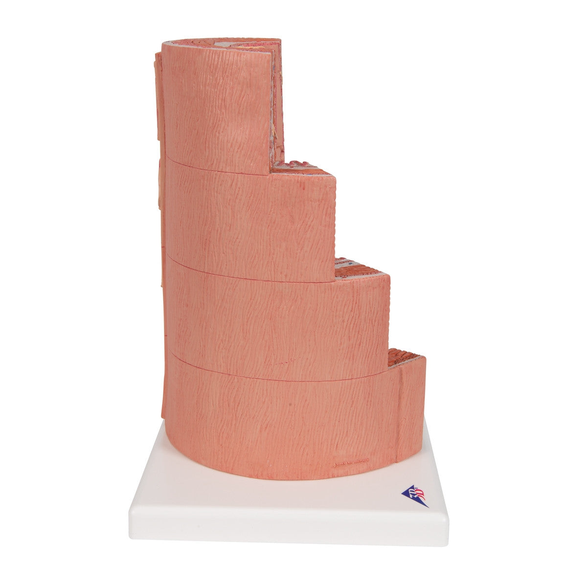 MICROanatomy Digestive System Model (X 20 enlarged)