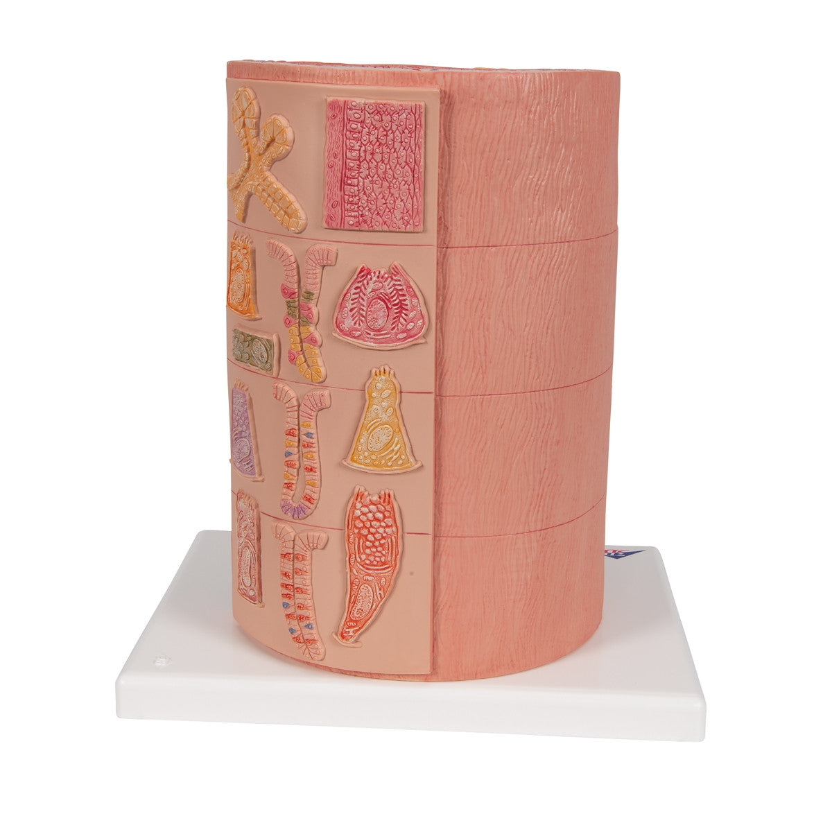 MICROanatomy Digestive System Model (X 20 enlarged)
