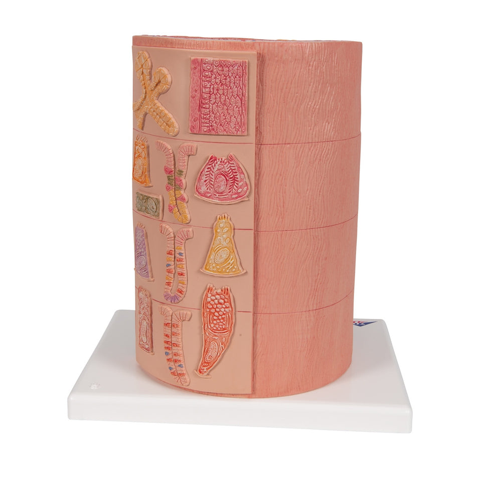 MICROanatomy Digestive System Model (X 20 enlarged)