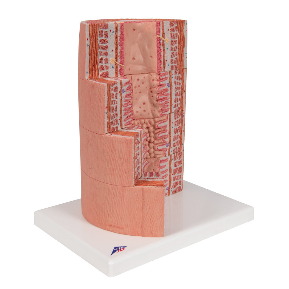 MICROanatomy Digestive System Model (X 20 enlarged)