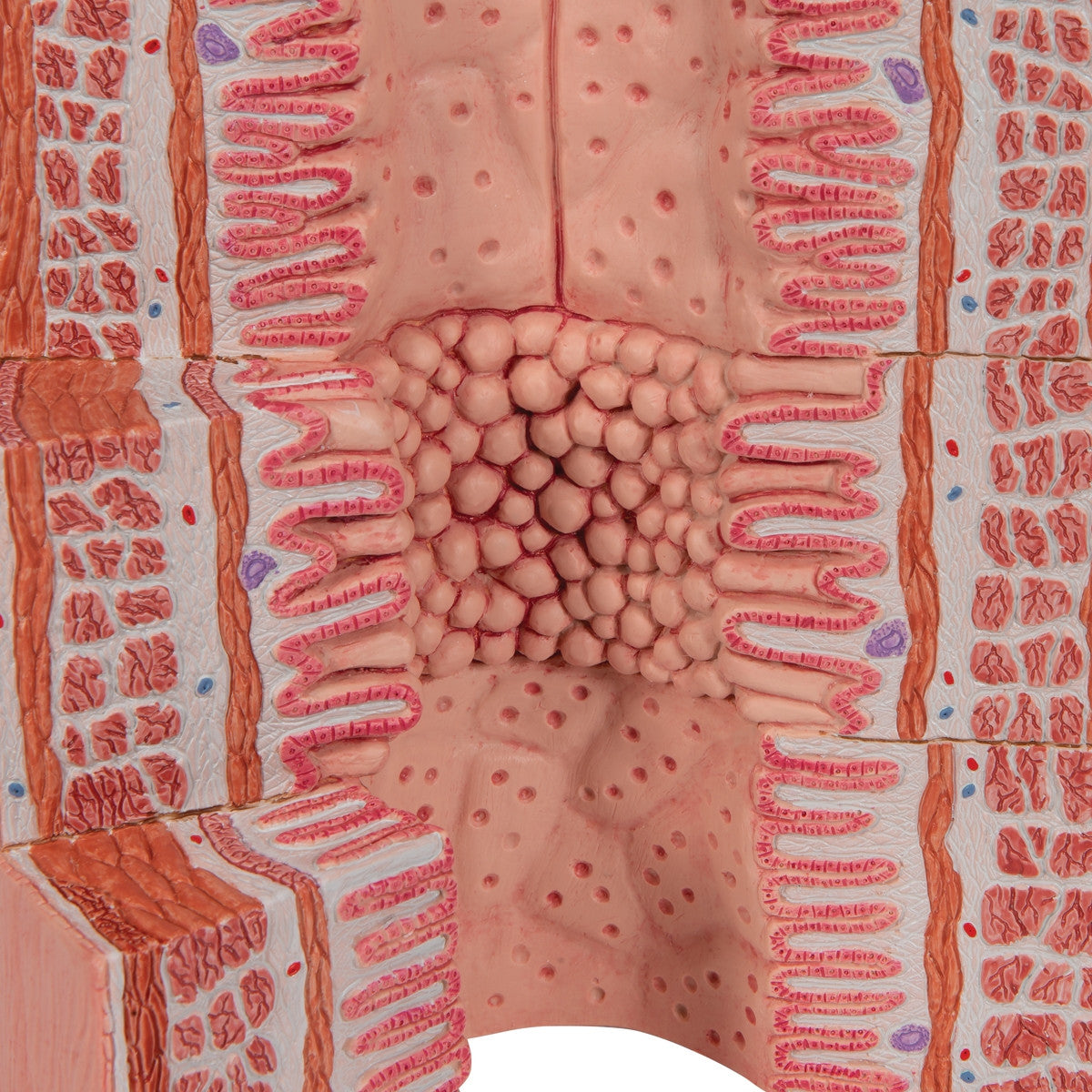 MICROanatomy Digestive System Model (X 20 enlarged)