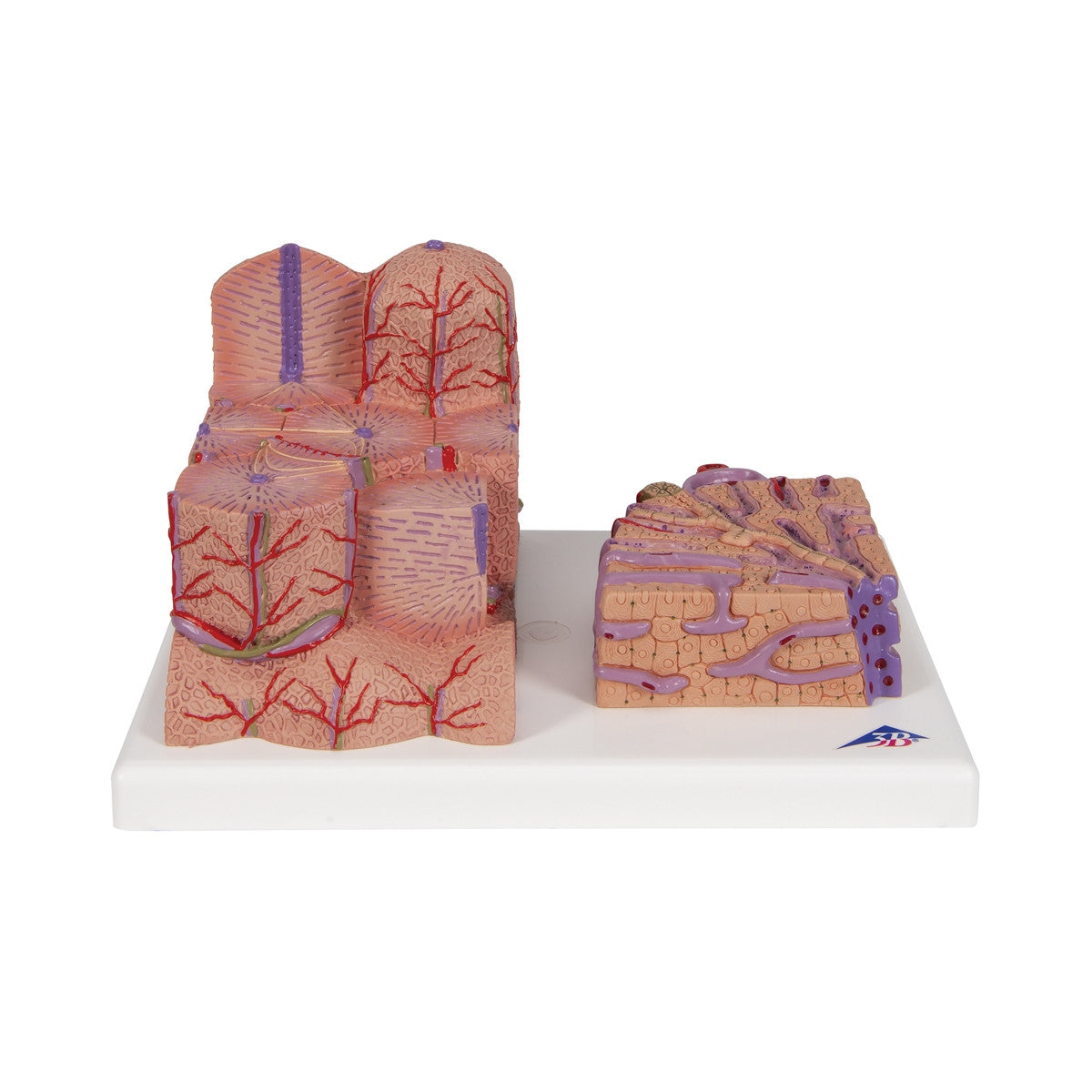 3B MICROanatomy Liver Model 1000312