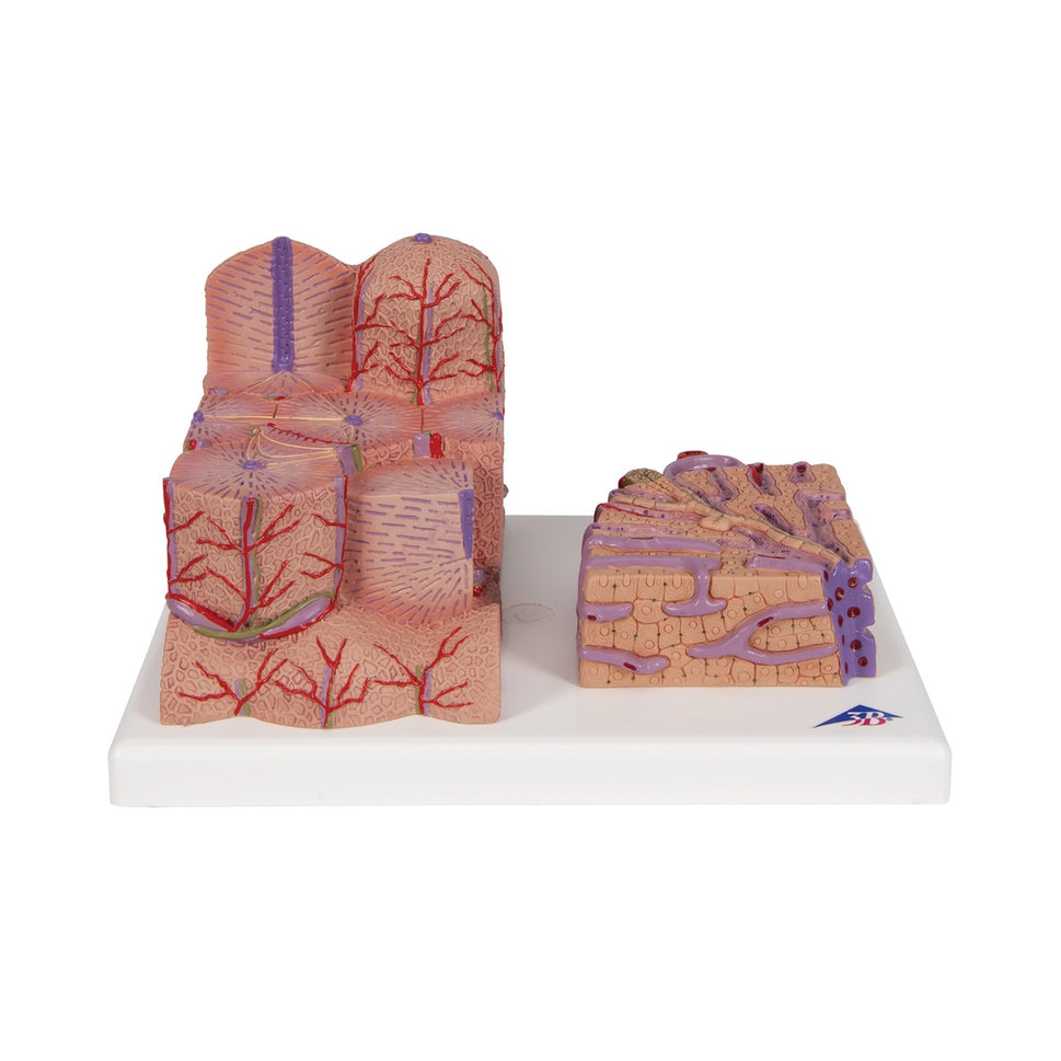 3B MICROanatomy Liver Model