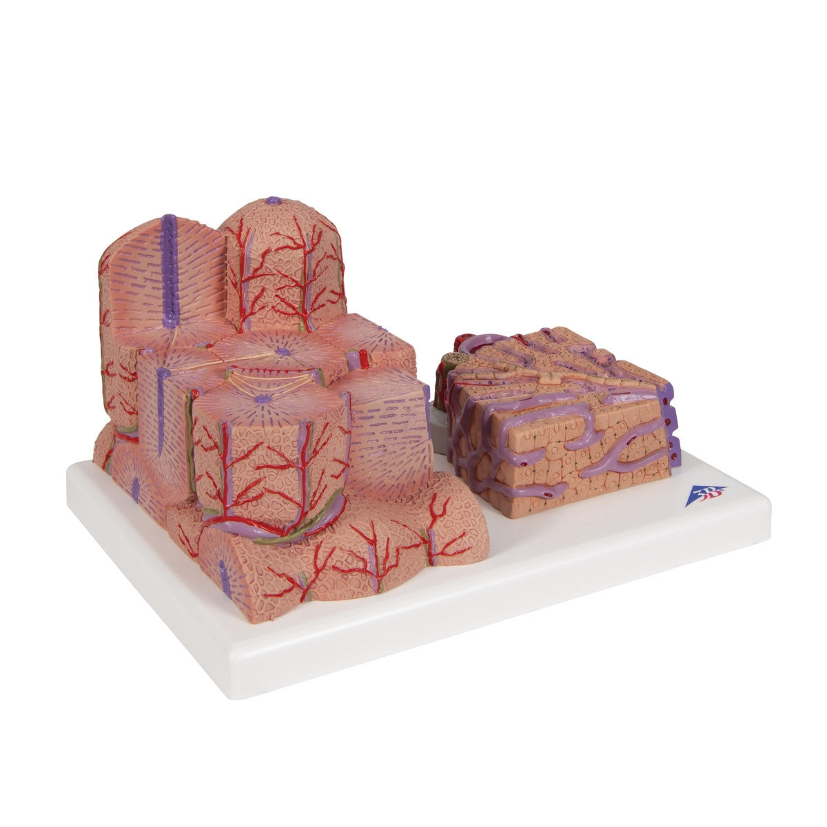 3B MICROanatomy Liver Model