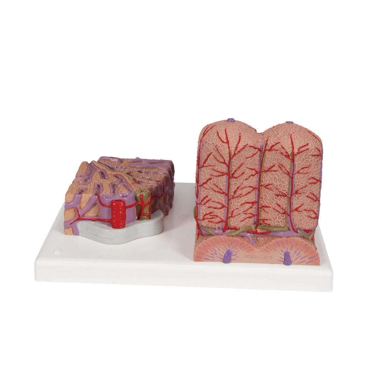 3B MICROanatomy Liver Model