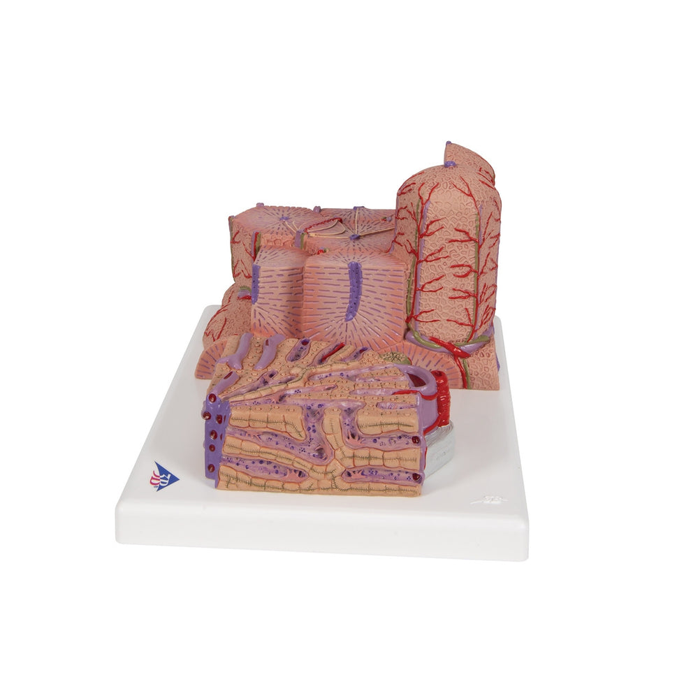3B MICROanatomy Liver Model