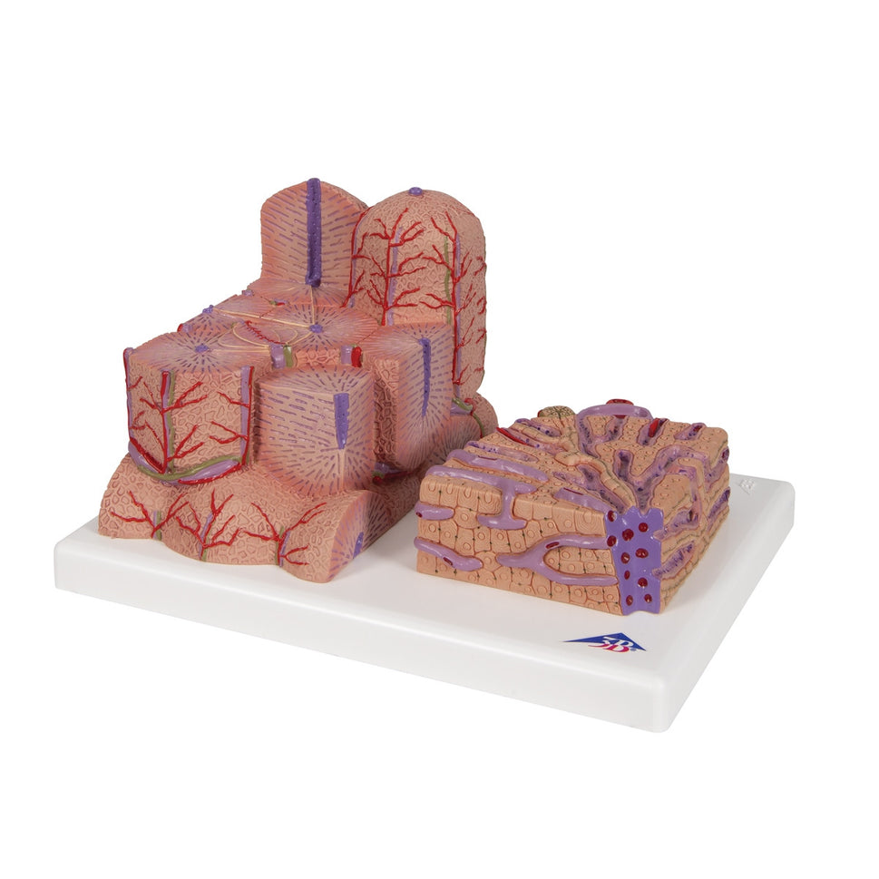3B MICROanatomy Liver Model