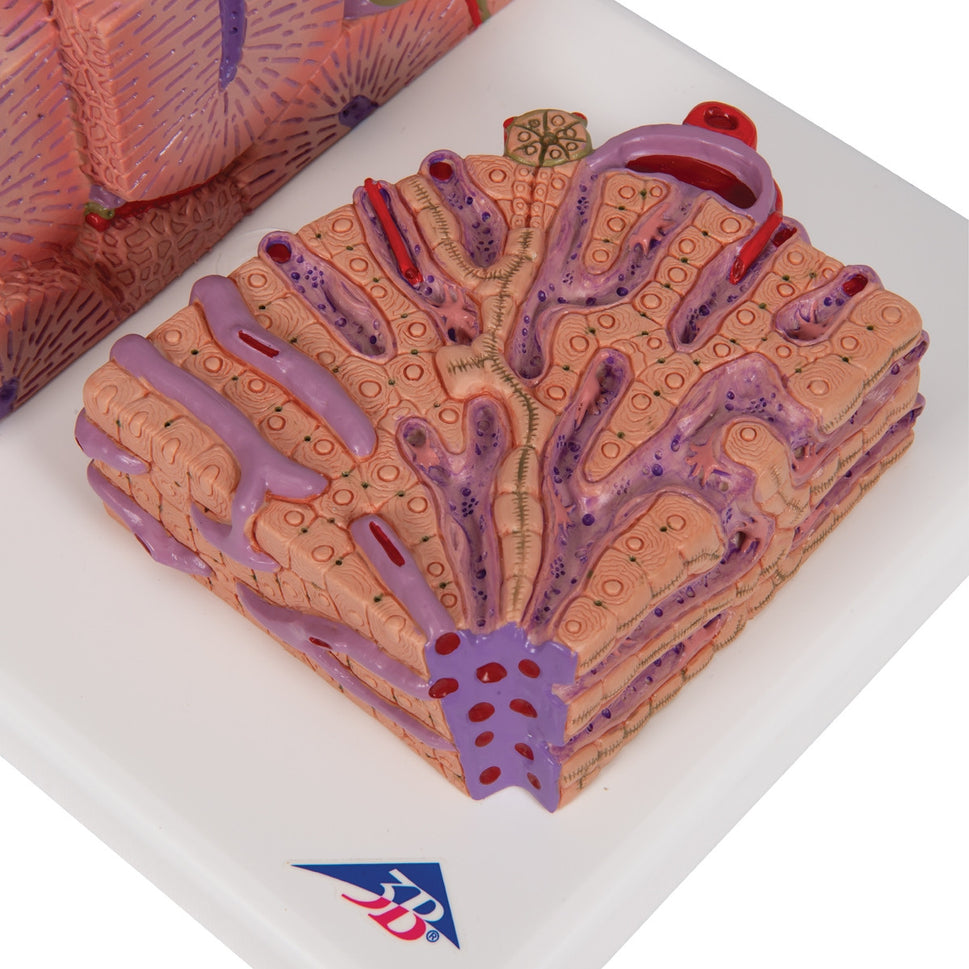 3B MICROanatomy Liver Model