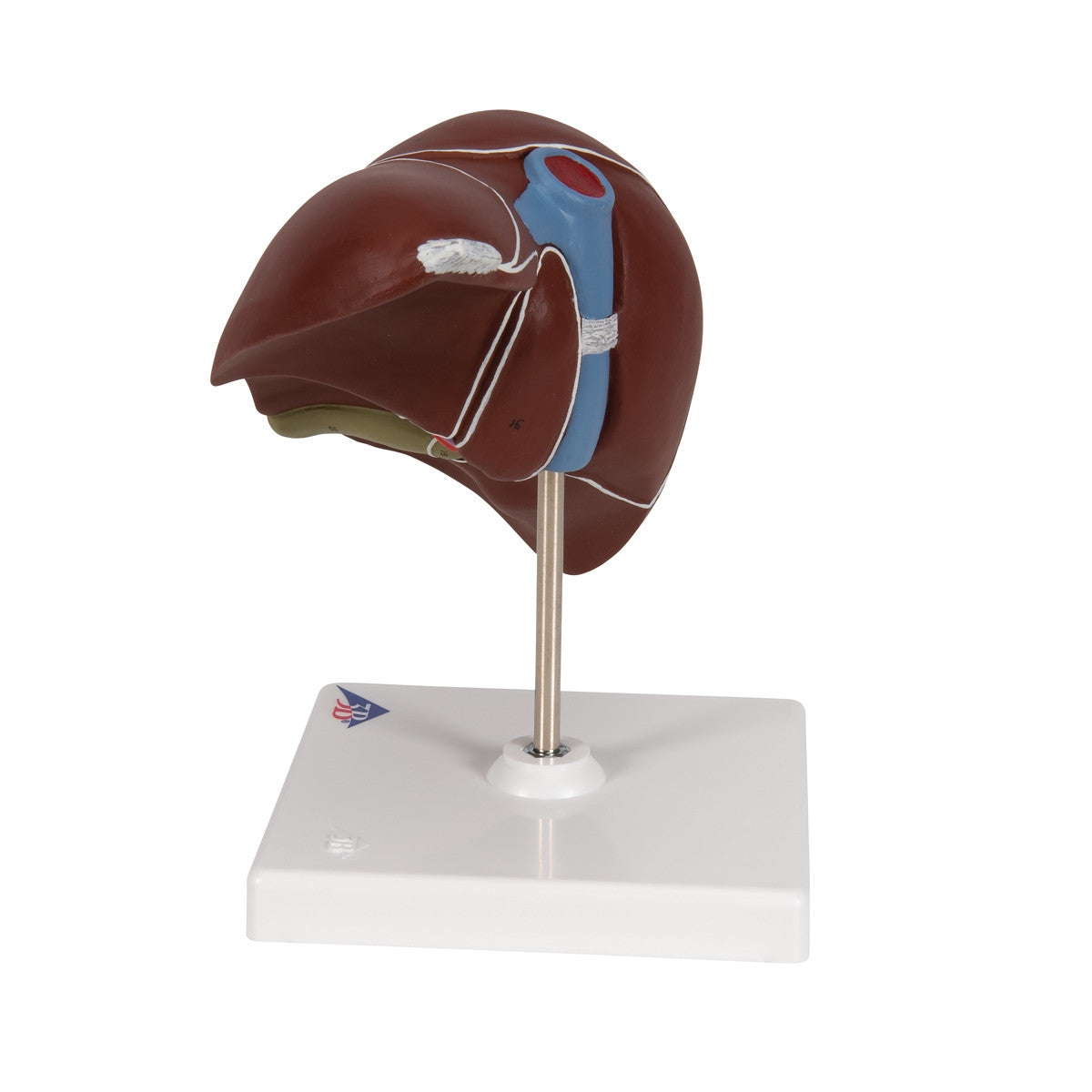Liver with Gall Bladder Model