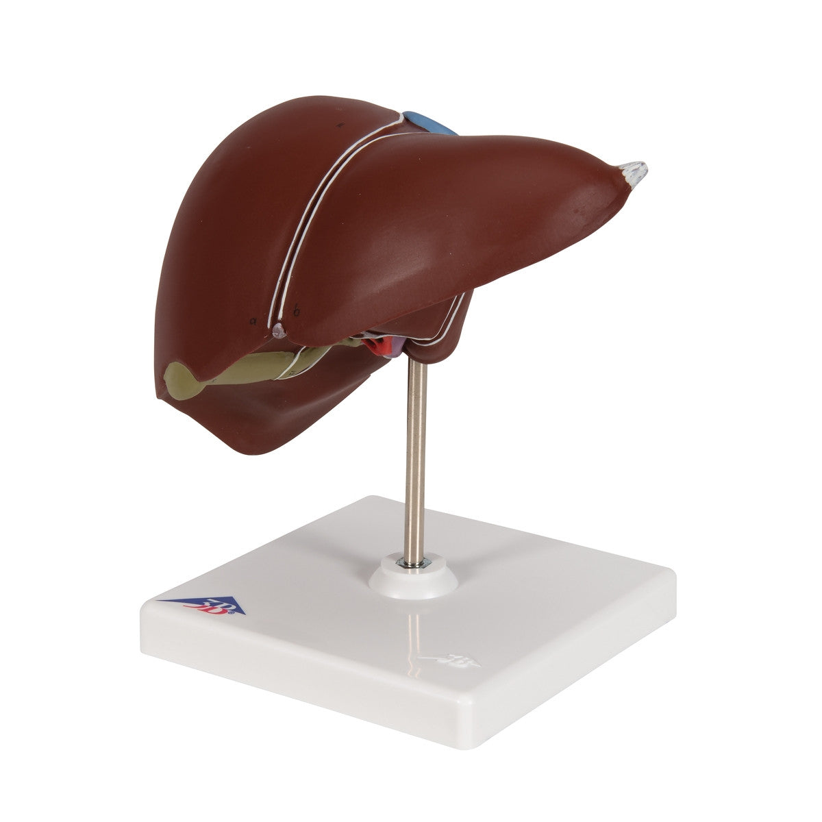 Liver with Gall Bladder Model