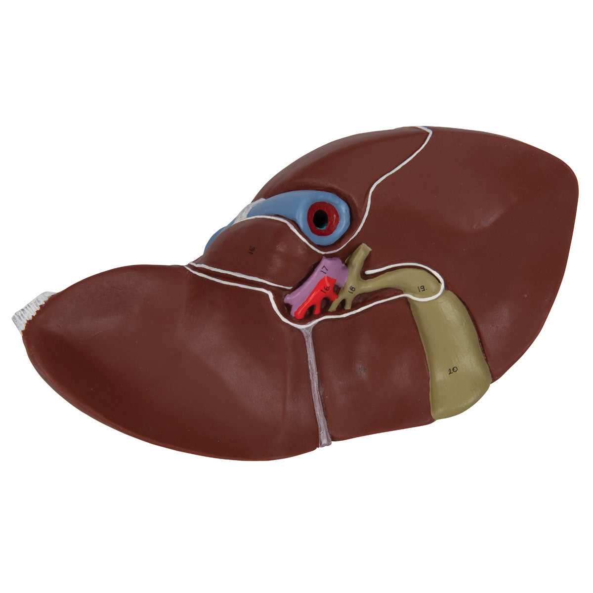 Liver with Gall Bladder Model