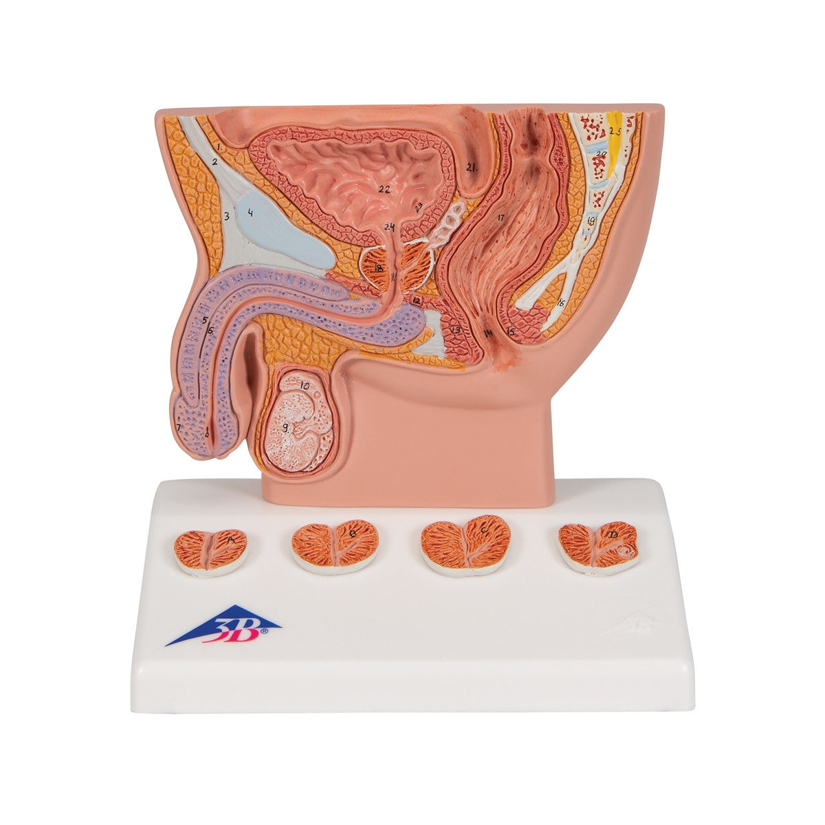 Prostate Anatomical Model 1000319