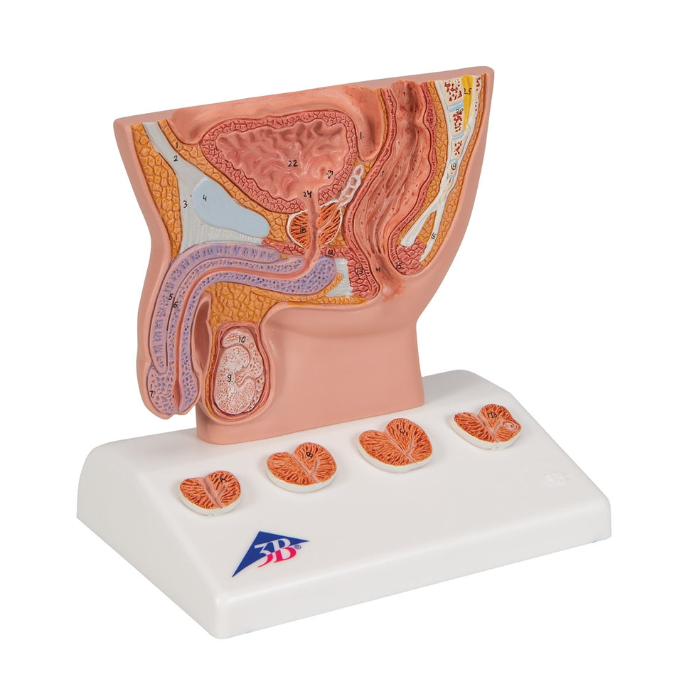 Prostate Anatomical Model