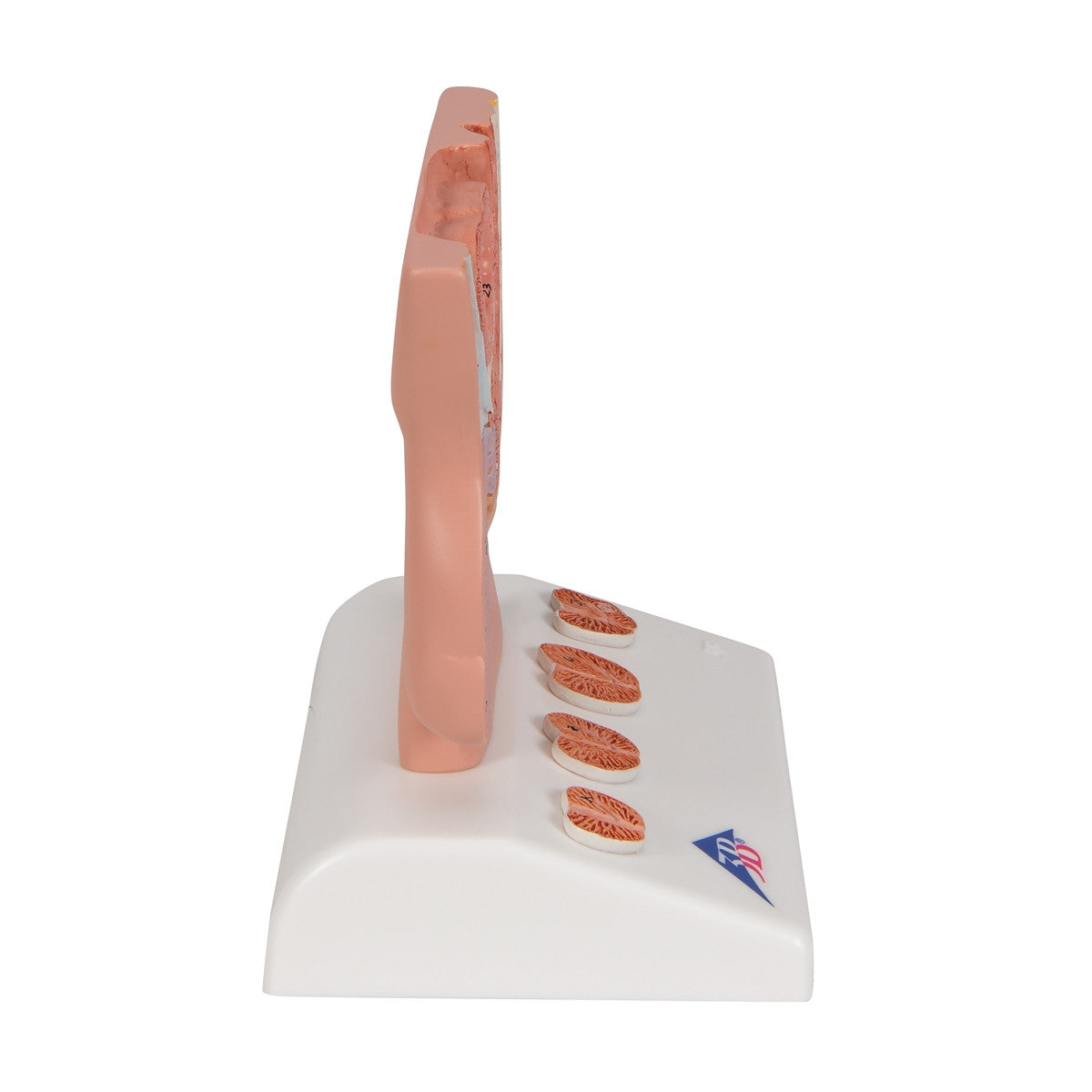 Prostate Anatomical Model