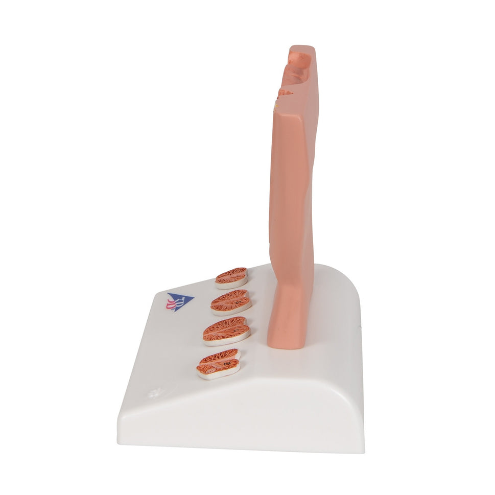 Prostate Anatomical Model