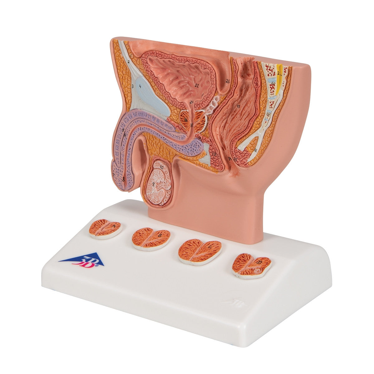 Prostate Anatomical Model