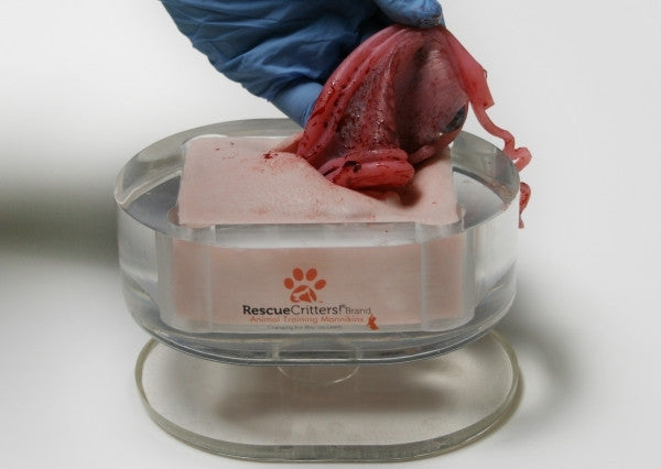 K-9 Canine Ovariohysterectomy (Spay) Model