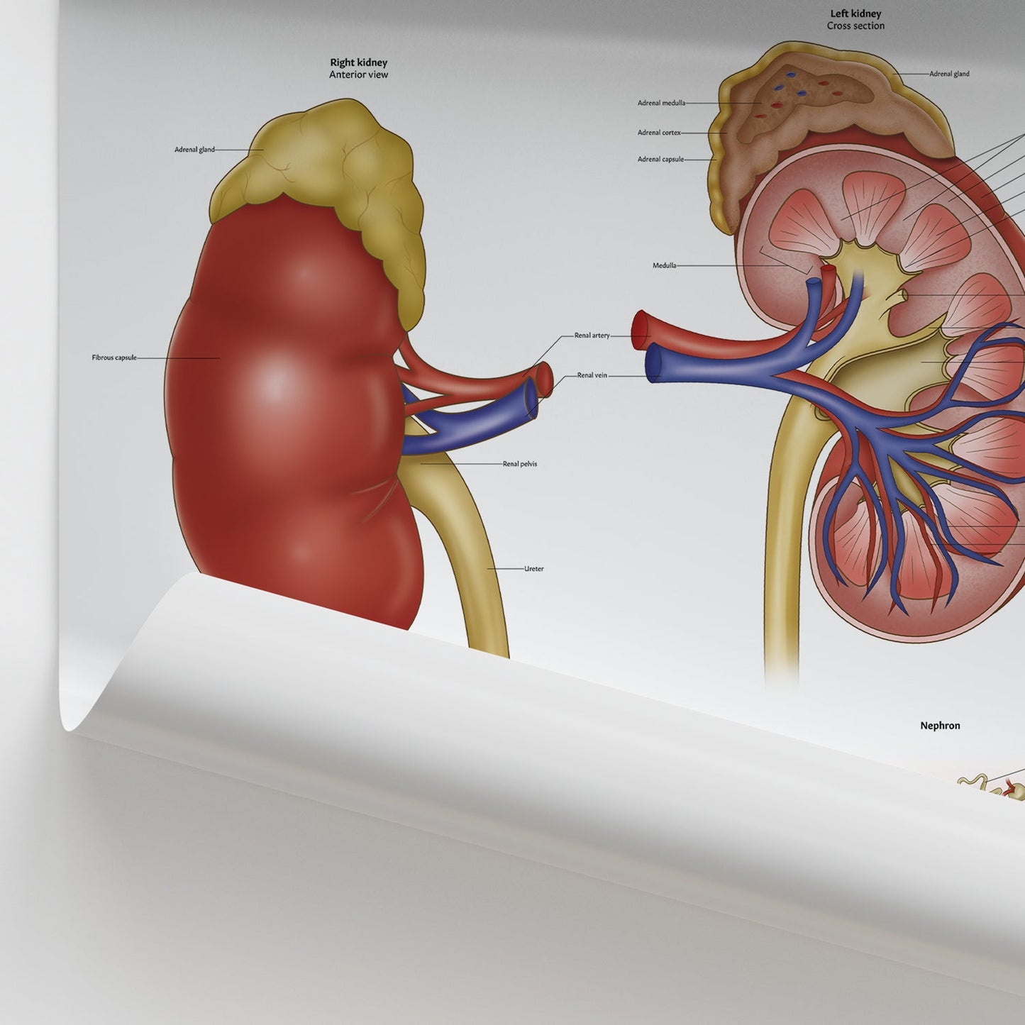 Kidney Anatomy Chart / Poster