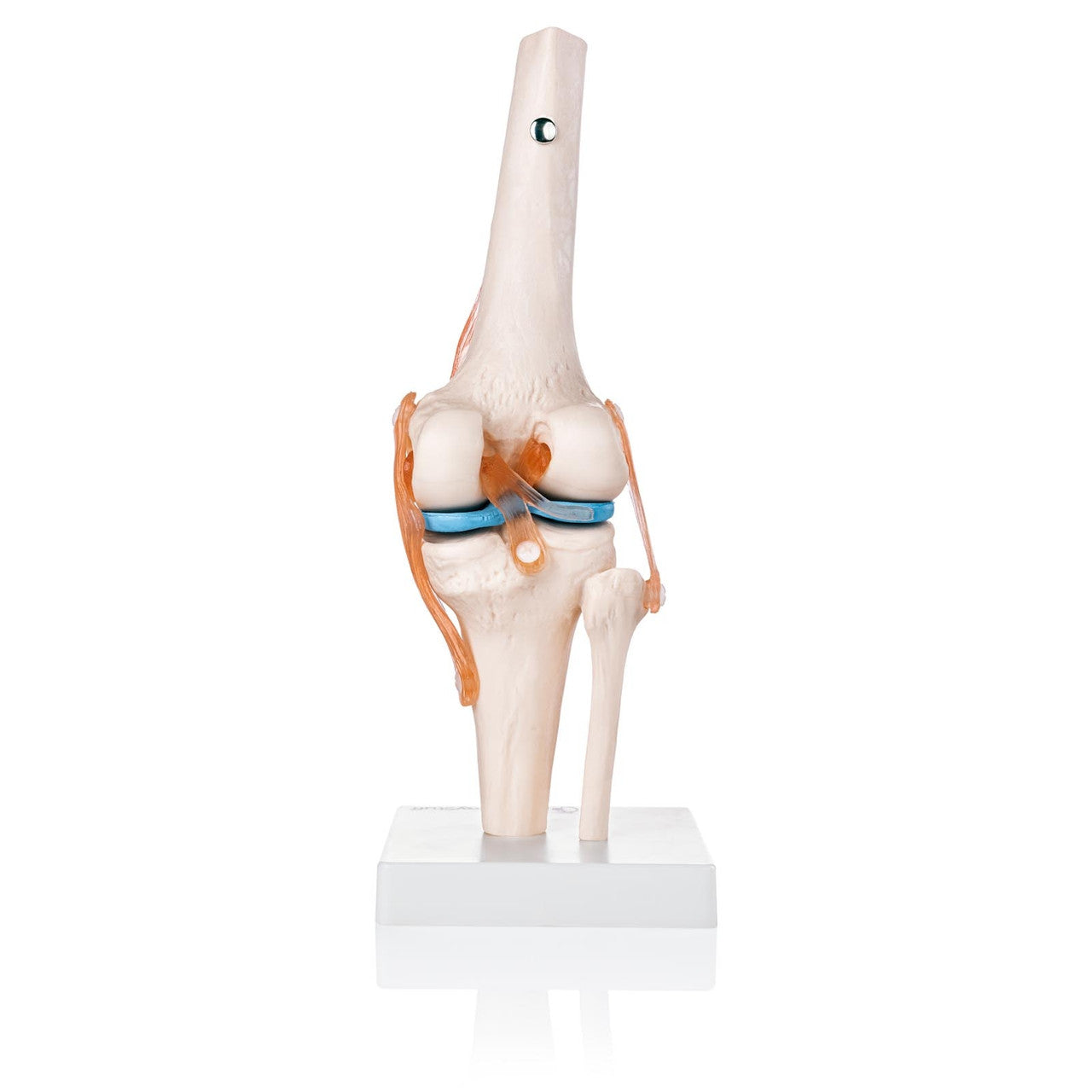 Budget Flexible Knee Model with Ligaments