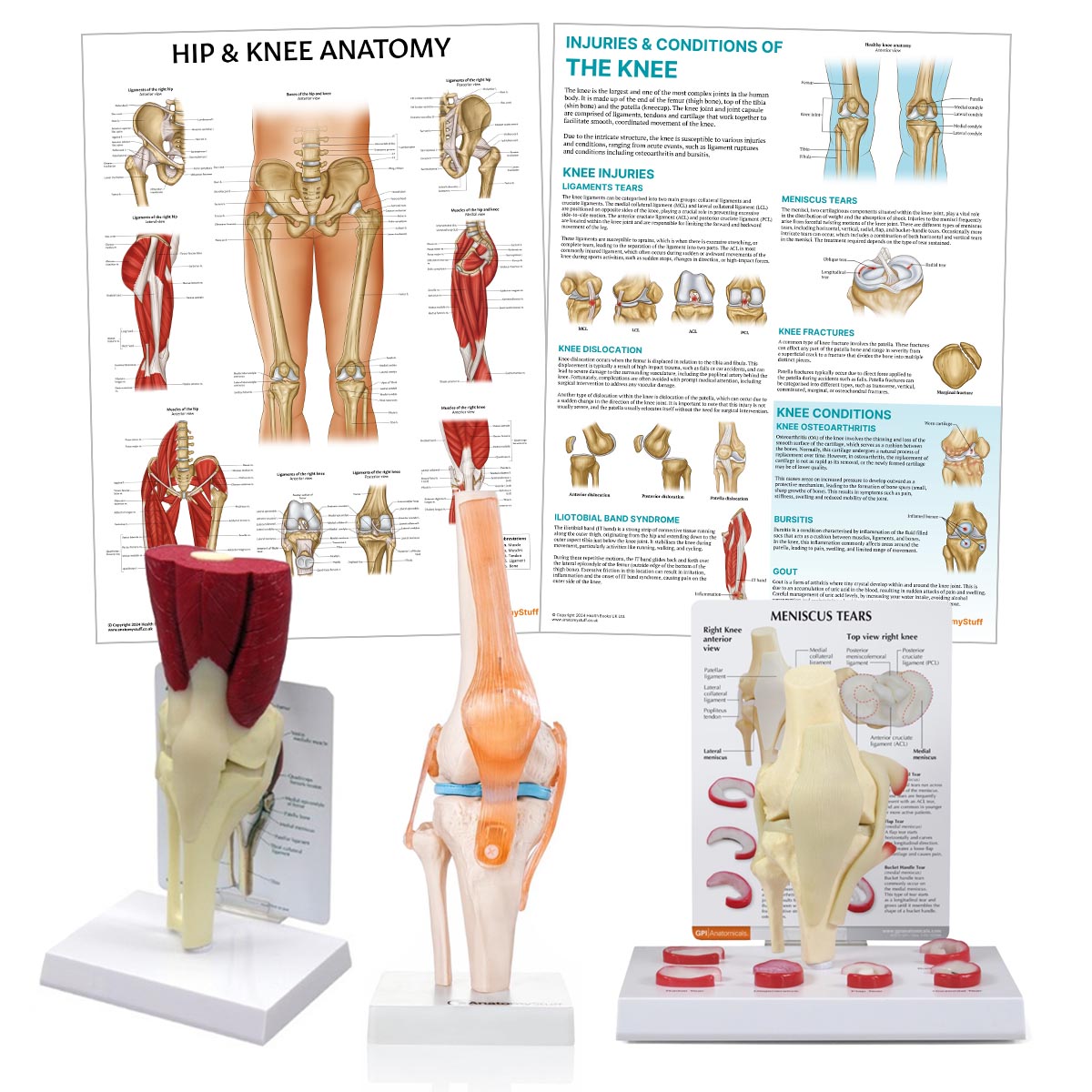 Knee Anatomy & Pathology Collection