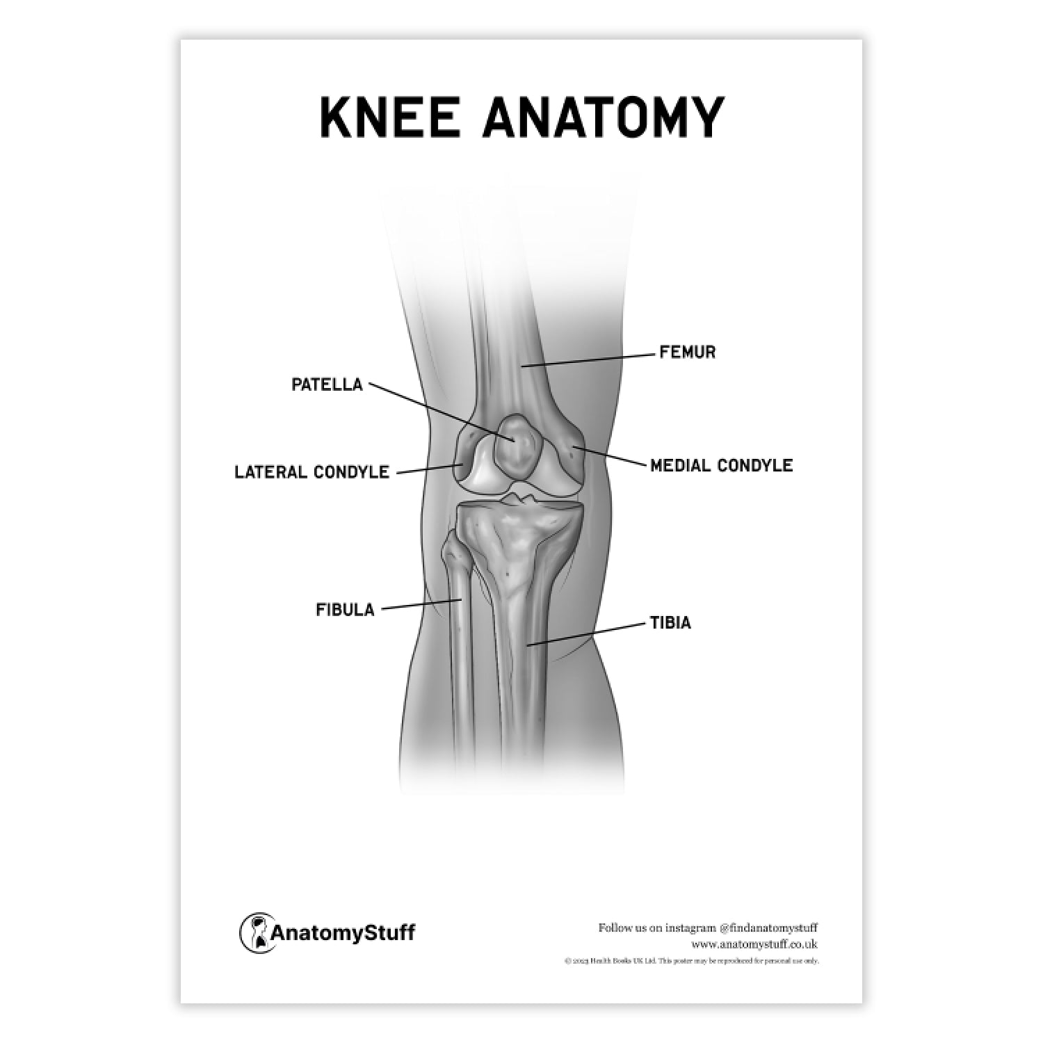 Knee Anatomy Poster PDF