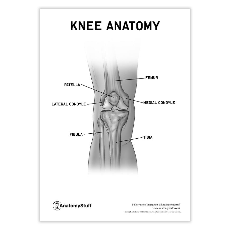 Knee Anatomy Poster PDF