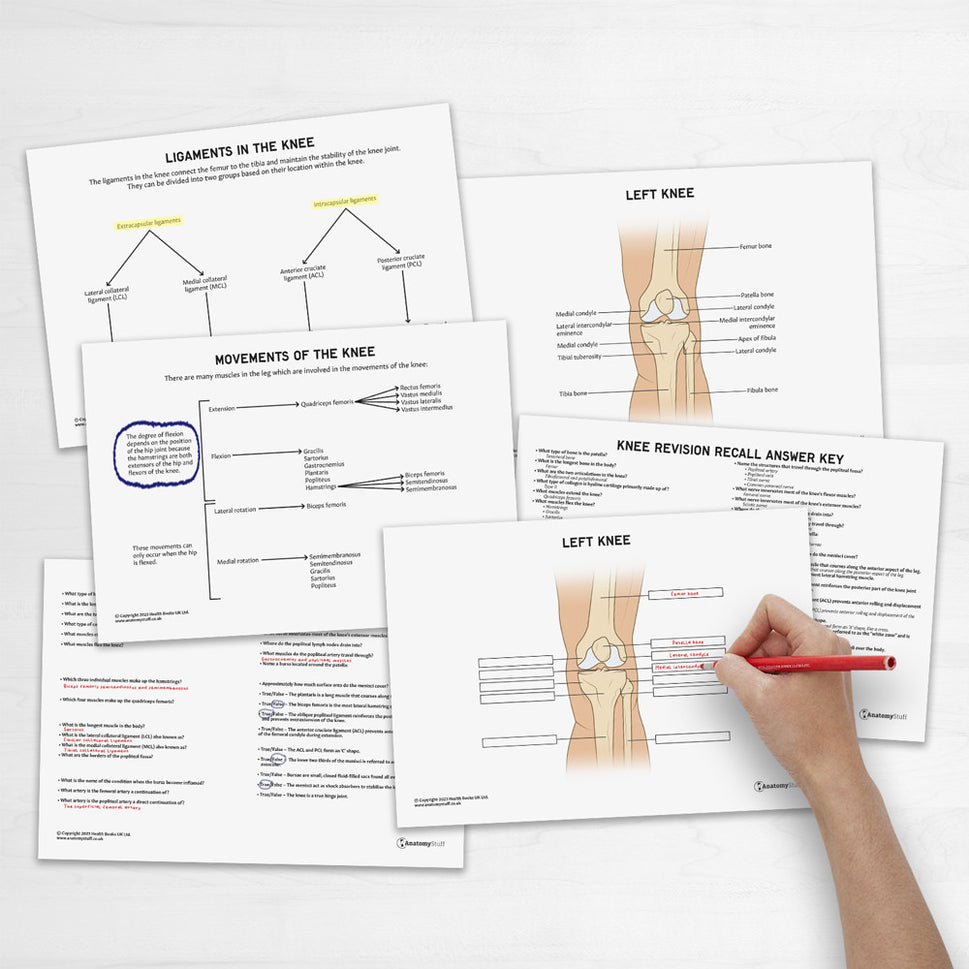 Knee Anatomy Revision Worksheets (Interactive & Printable PDFs)
