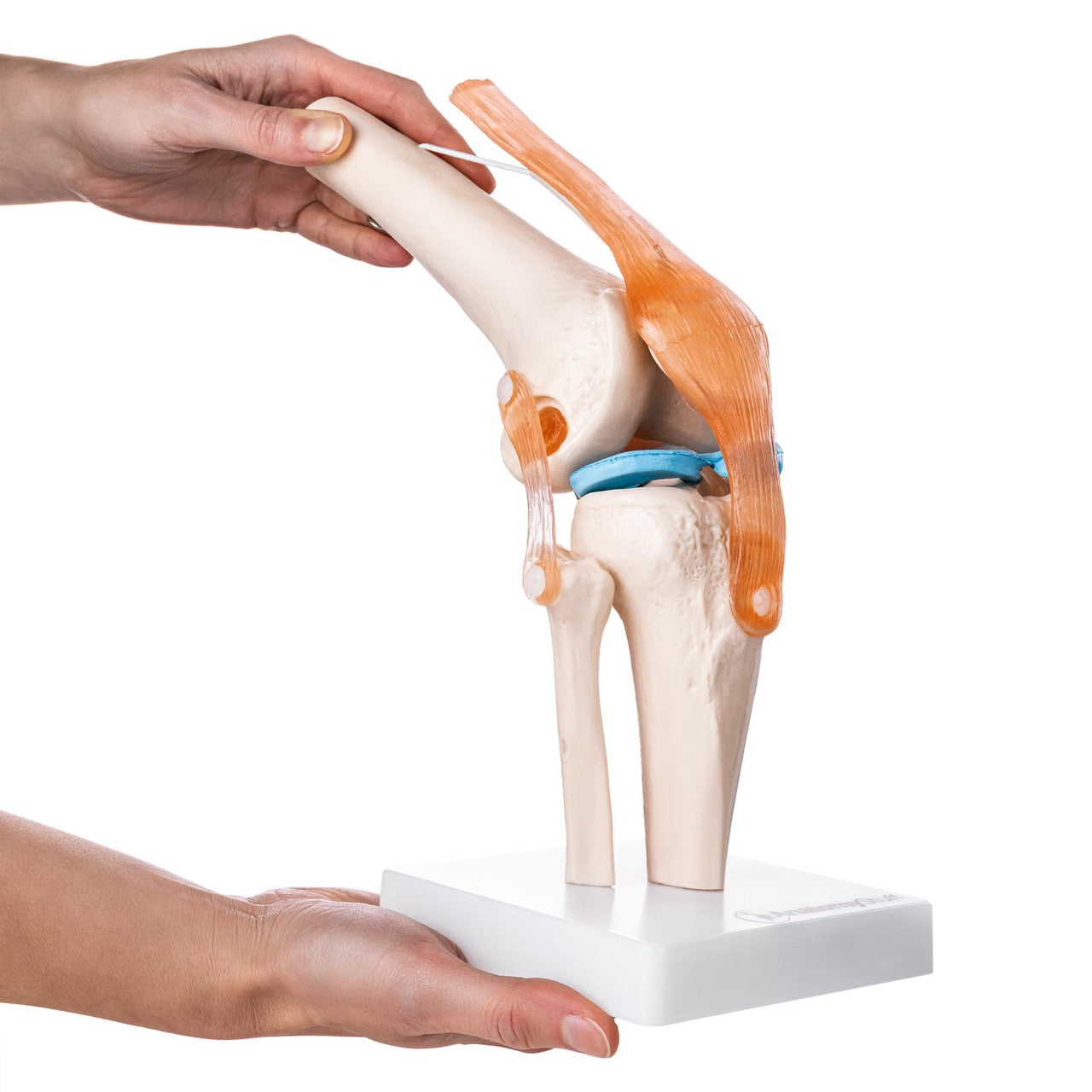 Budget Flexible Knee Model with Ligaments
