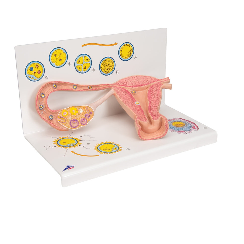 Stages of Fertilization Model