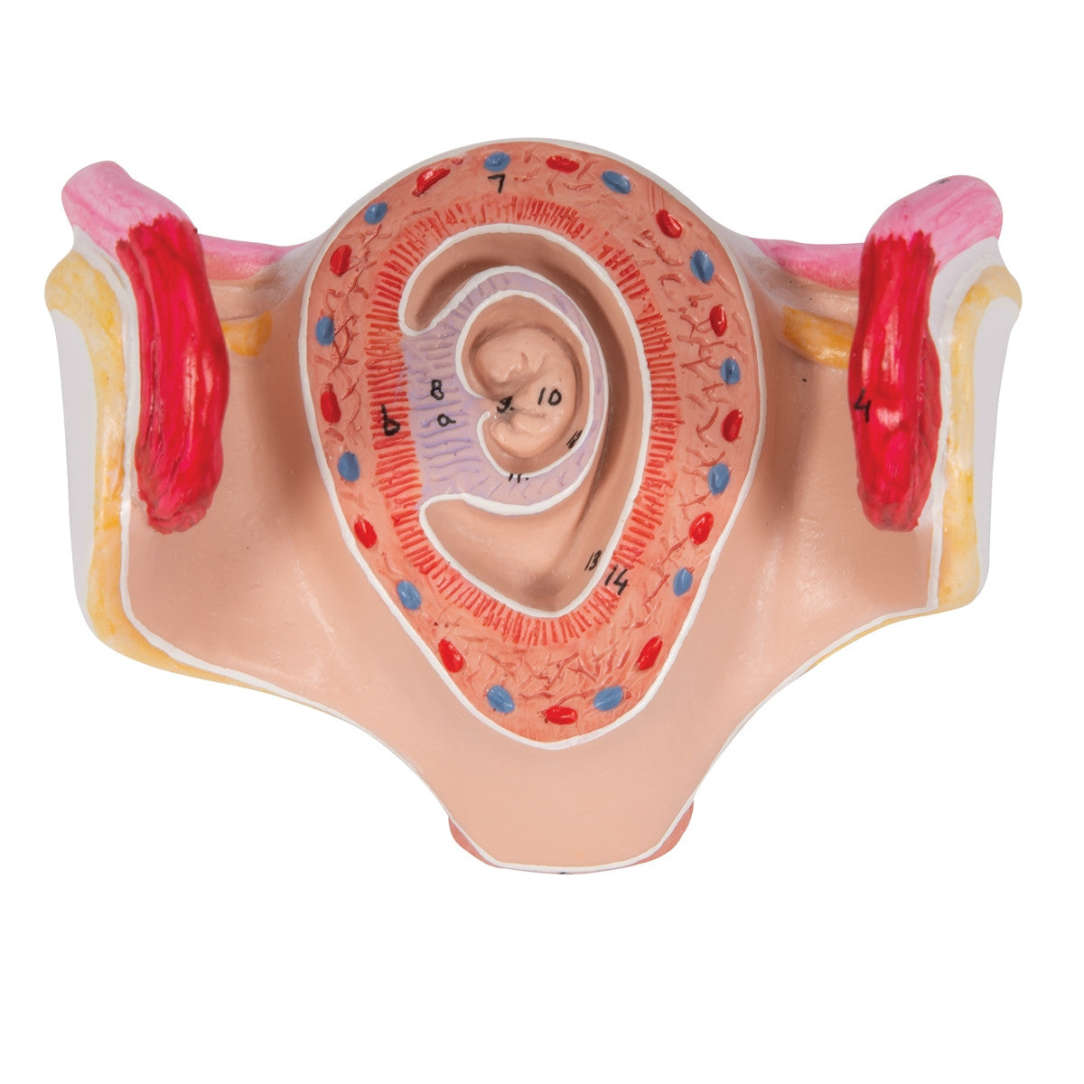 1st Month Embryo Model