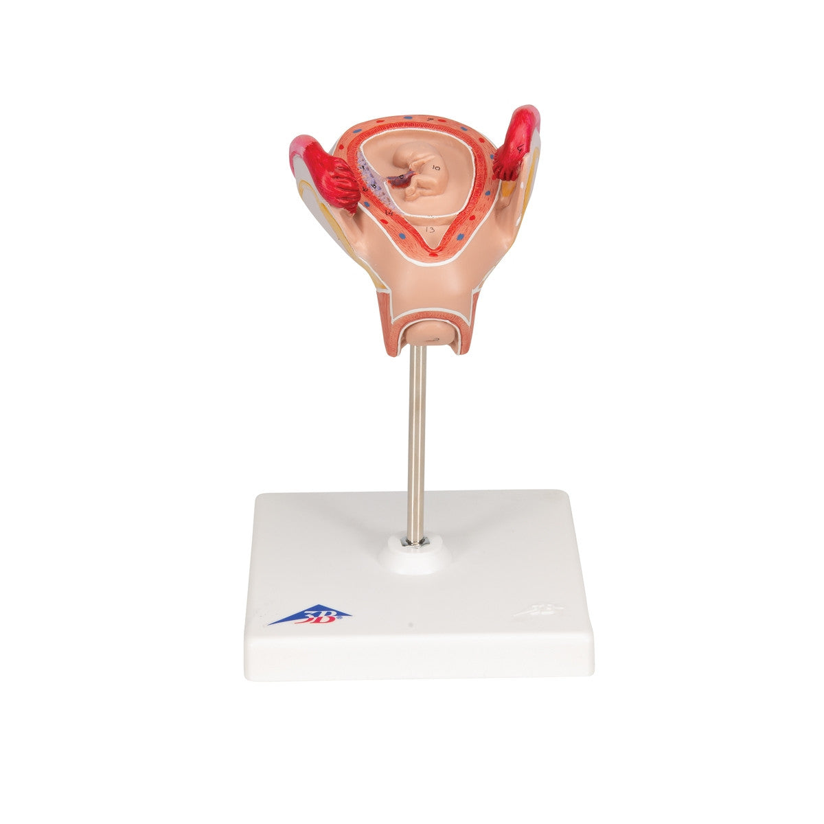 2nd Month Embryo Model