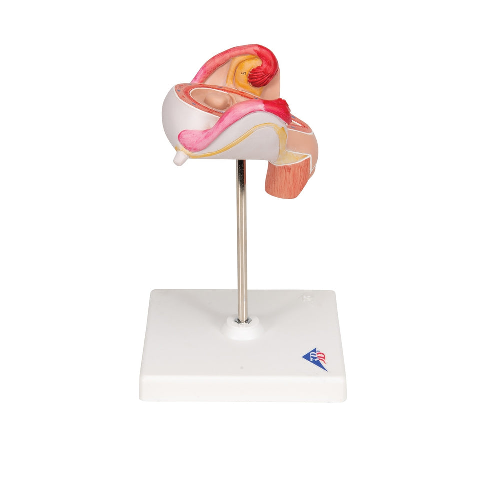 2nd Month Embryo Model